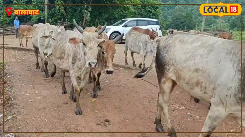 हर दिन 8 लीटर दूध, 10% में मुर्रा, गाय-भैंस पाल कर मजबूत होगा बैगा समुदाय